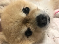 제인생중 반년을 함께한 동거견 - 뽐뿌:자유갤러리 제인생중 반년을 함께한 동거견
