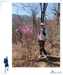 청계산에 진달래가 고운 자태를 뽐내기 시작했습니다. - 뽐뿌:등산포럼 청계산에 진달래가 고운 자태를 뽐내기 시작했습니다.