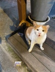 어제 밥주고 온 동네 고양이 - 뽐뿌:자유갤러리 어제 밥주고 온 동네 고양이