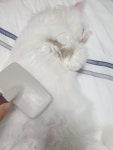 발라당냥 - 뽐뿌:자유갤러리 발라당냥
