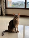 모델 고양이 봉봉 - 뽐뿌:자유갤러리 모델 고양이 봉봉