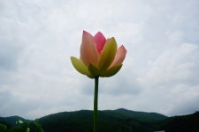 곰내재 연꽃 - 뽐뿌:자유갤러리 곰내재 연꽃