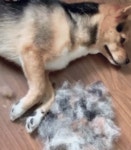 개털 재활용.gif - 뽐뿌:유머/감동 개털 재활용.gif