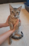 우리냐옹이 - 뽐뿌:자유갤러리 우리냐옹이