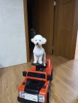 우리집 강아지는 복슬강아지 - 뽐뿌:자유갤러리 우리집 강아지는 복슬강아지