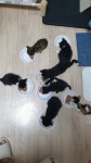 아기냥이 냥글냥글 - 뽐뿌:자유갤러리 아기냥이 냥글냥글