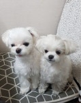 말티즈^^ - 뽐뿌:자유게시판 말티즈^^