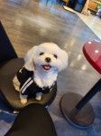 대구 발넷이야 애견 카페 다녀왔어요 !! - 뽐뿌:동식물포럼 대구 발넷이야 애견 카페 다녀왔어요 !!