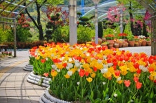 지난주 대전오월드 플라워랜드 튤립과 겹벚꽃 - 뽐뿌:자유갤러리 지난주 대전오월드 플라워랜드 튤립과 겹벚꽃
