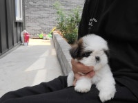 댕집아빠입니다^^ - 뽐뿌:자유갤러리 댕집아빠입니다^^