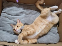 손님오시면 부끄러워서 못 보여드리는 보리의 꿀잠 포즈 - 뽐뿌:자유갤러리 손님오시면 부끄러워서 못 보여드리는 보리의 꿀잠 포즈