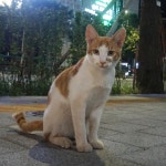 미용실 고양이 - 뽐뿌:자유갤러리 미용실 고양이