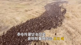  오리 만마리의 폭풍같은 맛집투어 - 뽐뿌:유머/감동  오리 만마리의 폭풍같은 맛집투어