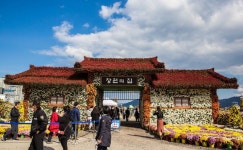 마산국화축제 - 뽐뿌:자유갤러리 마산국화축제