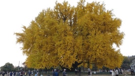 반계리 은행나무 (3pic) - 뽐뿌:등산포럼 반계리 은행나무 (3pic)