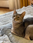 가을 고양이 봉봉 - 뽐뿌:자유갤러리 가을 고양이 봉봉