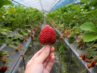 올해 첫 딸기 설향딸기 특품 500g  X 2팩 22%쿠폰할인 23330원 - 뽐뿌:MD뽐뿌 올해 첫 딸기 설향딸기 특품 500g  X 2팩 22%쿠폰할인 23330원