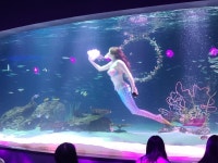 [S20U]63전망대&수족관 - 뽐뿌:자유갤러리 [S20U]63전망대&수족관