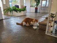 카페 고양이 - 뽐뿌:자유갤러리 카페 고양이