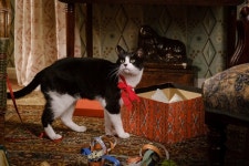 루이스 웨인: 사랑을 그린 고양이 화가 (The Electrical Life of Louis Wain, 2020) - 스틸 컷 5종 - 뽐뿌:영화포럼 영화. 루이스... 