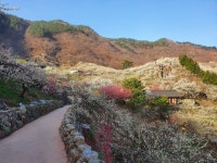 광양 매화마을 - 뽐뿌:여행포럼 광양 매화마을