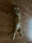 울집 냥이는 특징이요 - 뽐뿌:자유게시판 울집 냥이는 특징이요