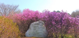 부천 진달래 동산 - 뽐뿌:자유갤러리 부천 진달래 동산
