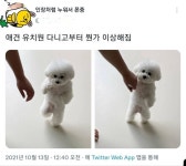 유치원에 다니더니 이상해진 강아지.jpg - 뽐뿌:짤방갤러리 유치원에 다니더니 이상해진 강아지.jpg