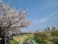 안양천 벚꽃입니다 - 뽐뿌:자유게시판 안양천 벚꽃입니다