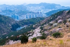 20220410 부산 장산, 승학산 - 뽐뿌:등산포럼 20220410 부산 장산, 승학산