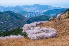 20220410 부산 장산, 승학산 - 뽐뿌:등산포럼 20220410 부산 장산, 승학산