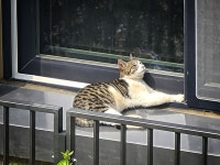 지나가다가 태닝중인 고양이를 봤어요 - 뽐뿌:자유갤러리 지나가다가 태닝중인 고양이를 봤어요