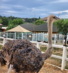 낙타 - 뽐뿌:자유갤러리 낙타