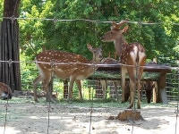 꽃사슴 - 뽐뿌:자유갤러리 꽃사슴