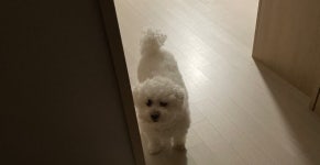 현직 우리집 강아지 - 뽐뿌:자유게시판 현직 우리집 강아지