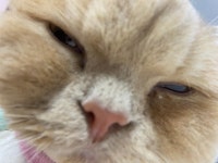 울집 고양이 - 뽐뿌:자유갤러리 울집 고양이