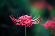 꽃무릇 - 뽐뿌:자유갤러리 꽃무릇