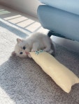 랙돌 냥이 - 뽐뿌:자유갤러리 랙돌 냥이