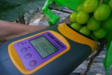 상주 샤인머스켓 (수출용 기준의 샤인만을 보내드립니다!! 시중에 판매되는 샤인과는 비교불가) - 뽐뿌:MD뽐뿌 상주 샤인머스켓 (수출용 기준의... 