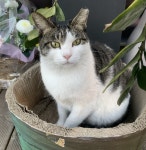 동네 꽃냥이 - 뽐뿌:자유게시판 동네 꽃냥이