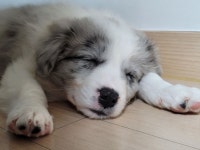 사랑하는 웬수덩어리 털뭉치 5 - 뽐뿌:자유갤러리 사랑하는 웬수덩어리 털뭉치 5