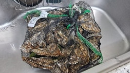 석화 - 뽐뿌:자유갤러리 석화