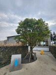 제주 블루보틀 - 뽐뿌:자유게시판 제주 블루보틀