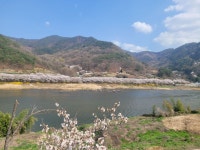 구례 벛꽃길 - 뽐뿌:자유갤러리 구례 벛꽃길