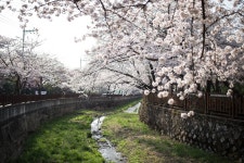 진해 여좌천 - 뽐뿌:자유갤러리 진해 여좌천