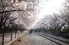 진해 경화역 - 뽐뿌:자유갤러리 진해 경화역