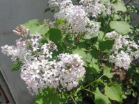 라일락도 피네요 - 뽐뿌:자유갤러리 라일락도 피네요