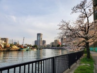 한국치킨과 벚꽃놀이 - 뽐뿌:자유게시판 한국치킨과 벚꽃놀이