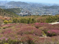 백양산 애진봉 (철쭉 안핌) - 뽐뿌:등산포럼 백양산 애진봉 (철쭉 안핌)