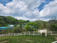 [S22U]대관령목장 - 뽐뿌:자유갤러리 [S22U]대관령목장